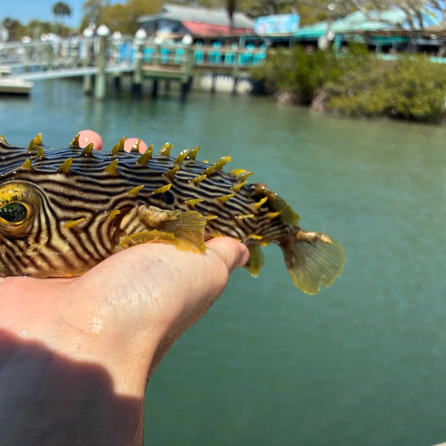 The most recent Striped burrfish catches on Fishbrain