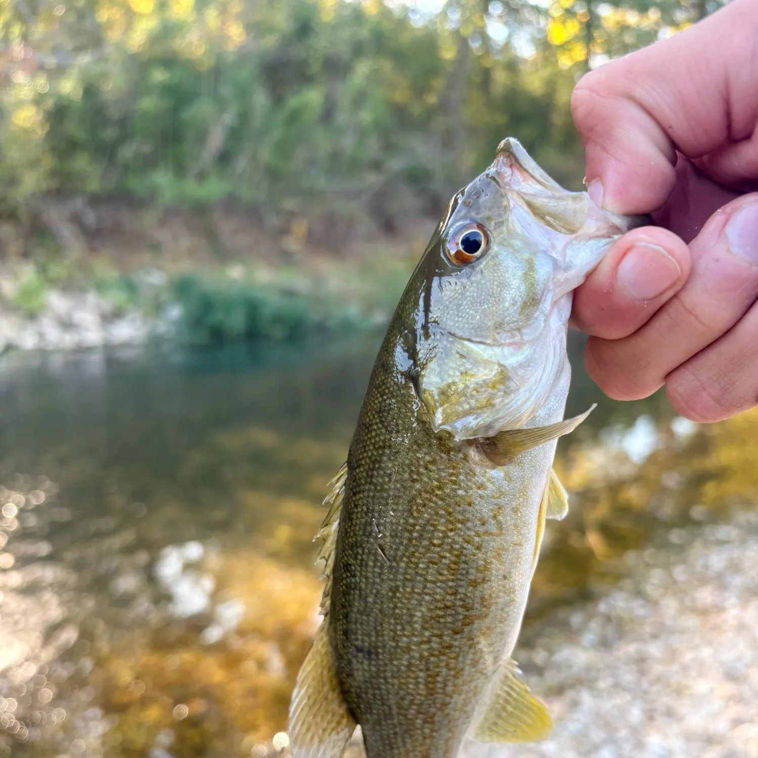 Smallmouth bass caught on Fishbrain