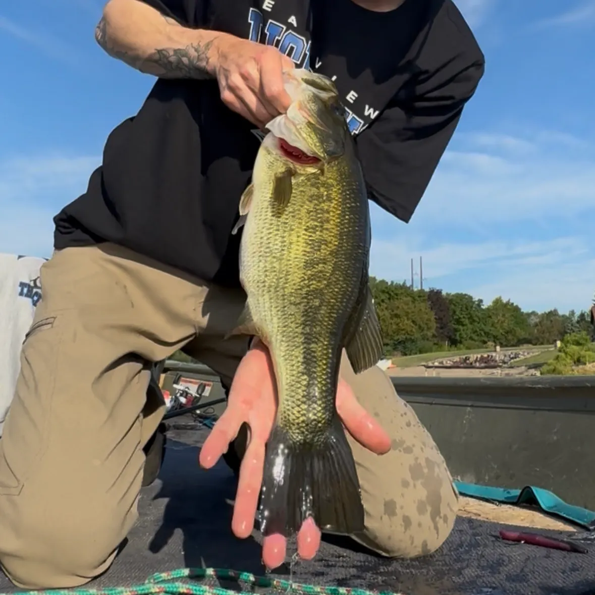 Largemouth bass caught on Fishbrain