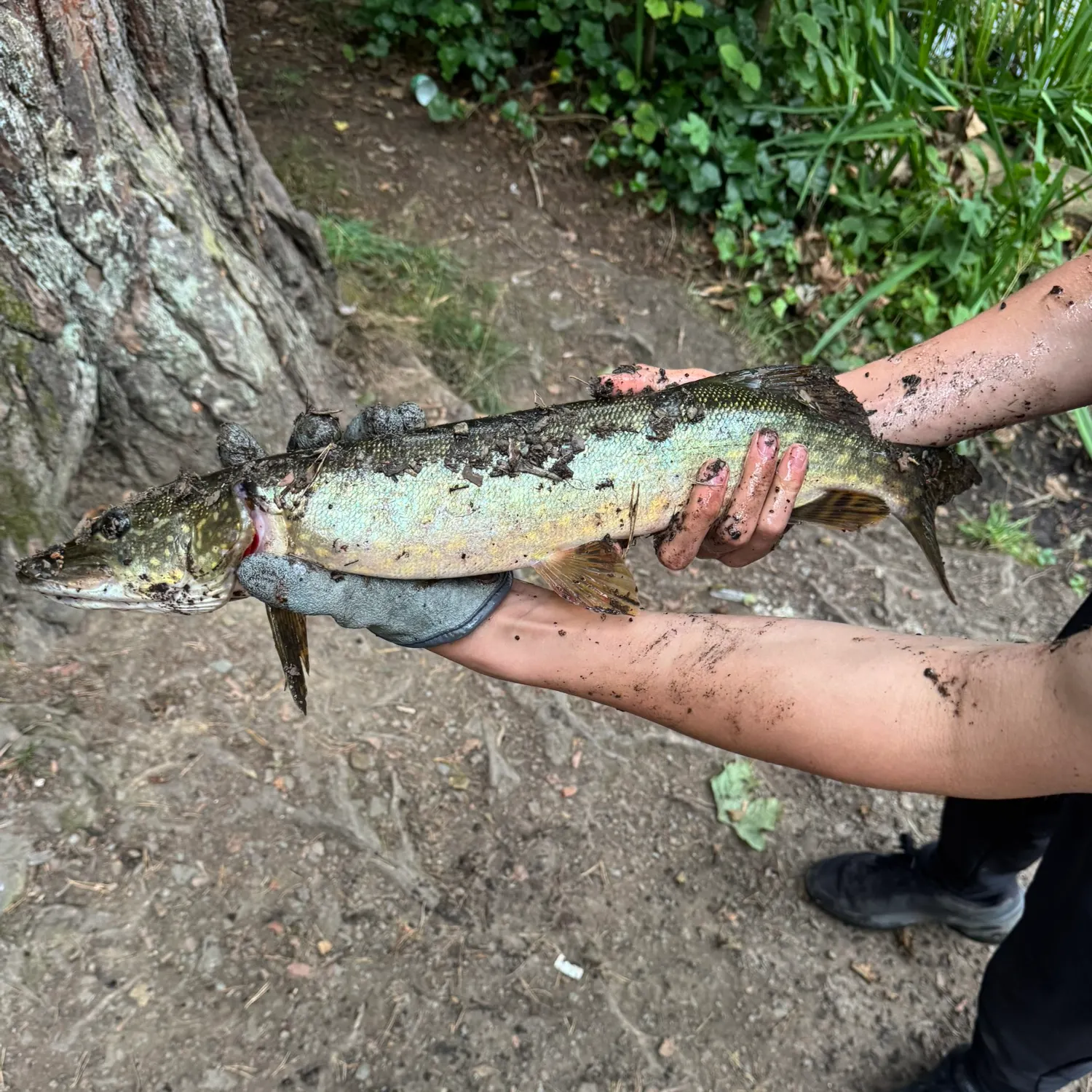 Northern pike caught on Fishbrain