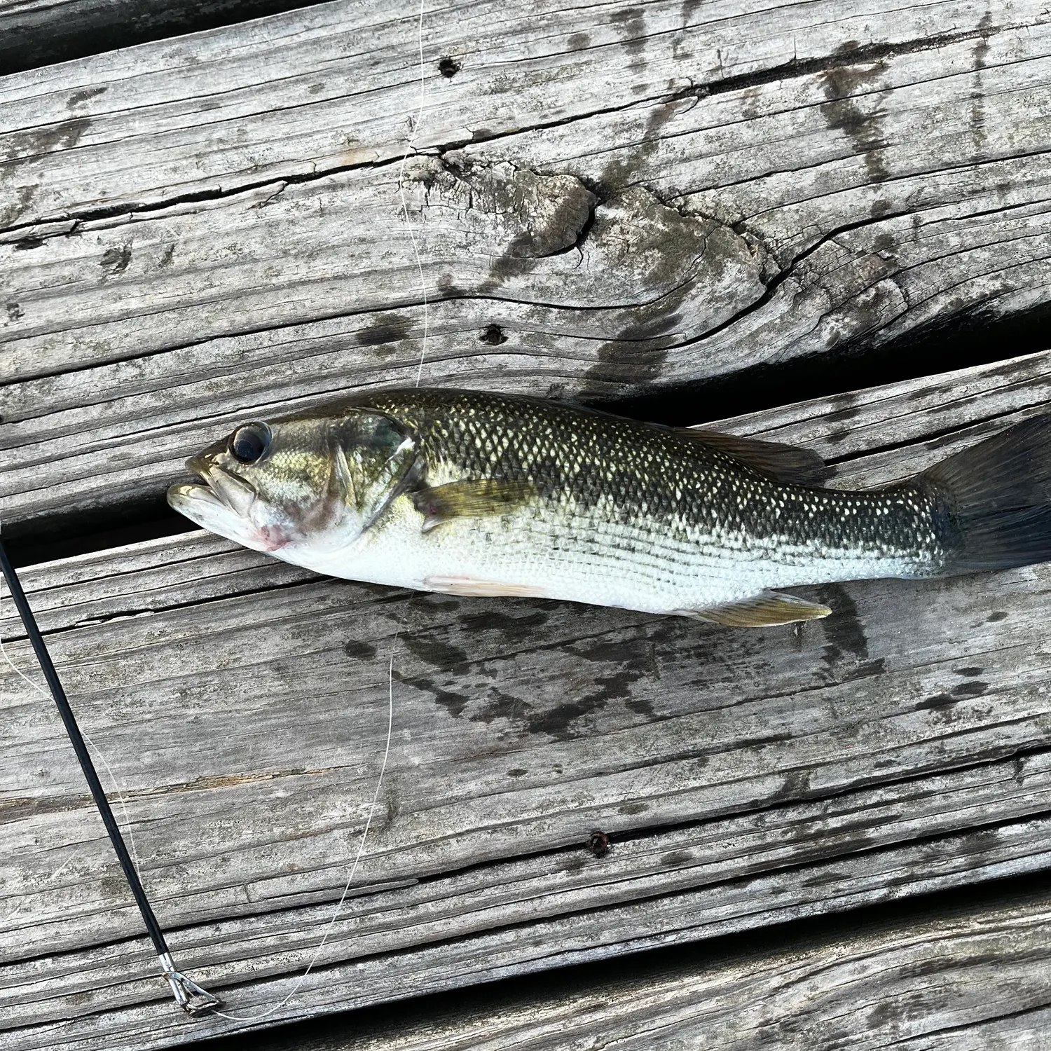Spotted bass caught on Fishbrain