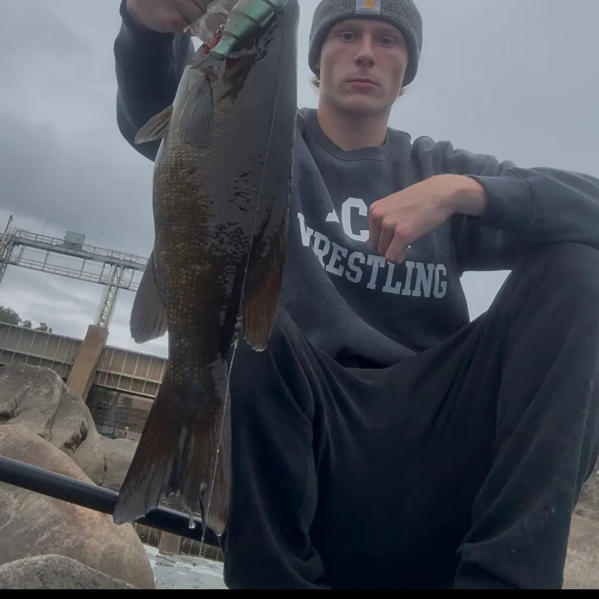 Smallmouth bass caught on Fishbrain