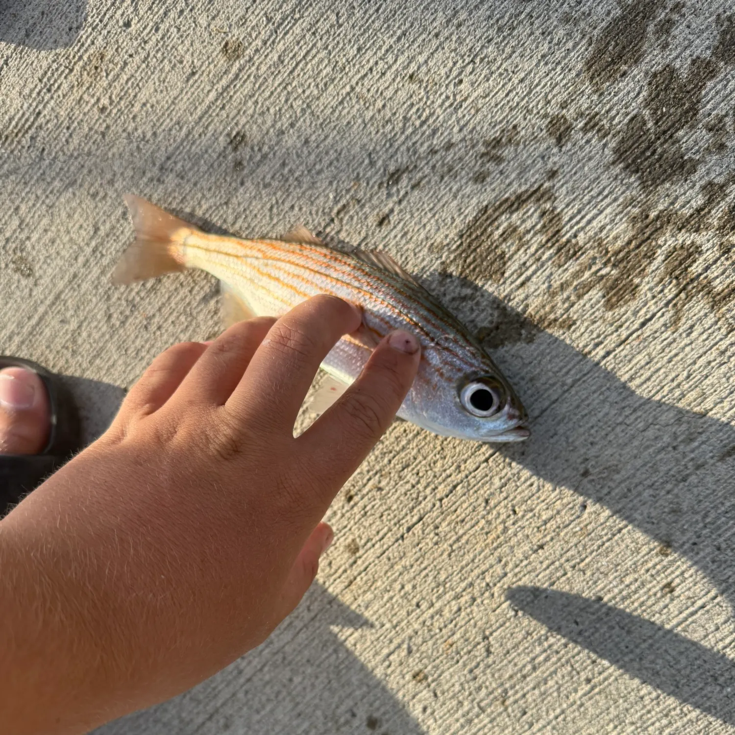 The most recent Salema porgy catches on Fishbrain