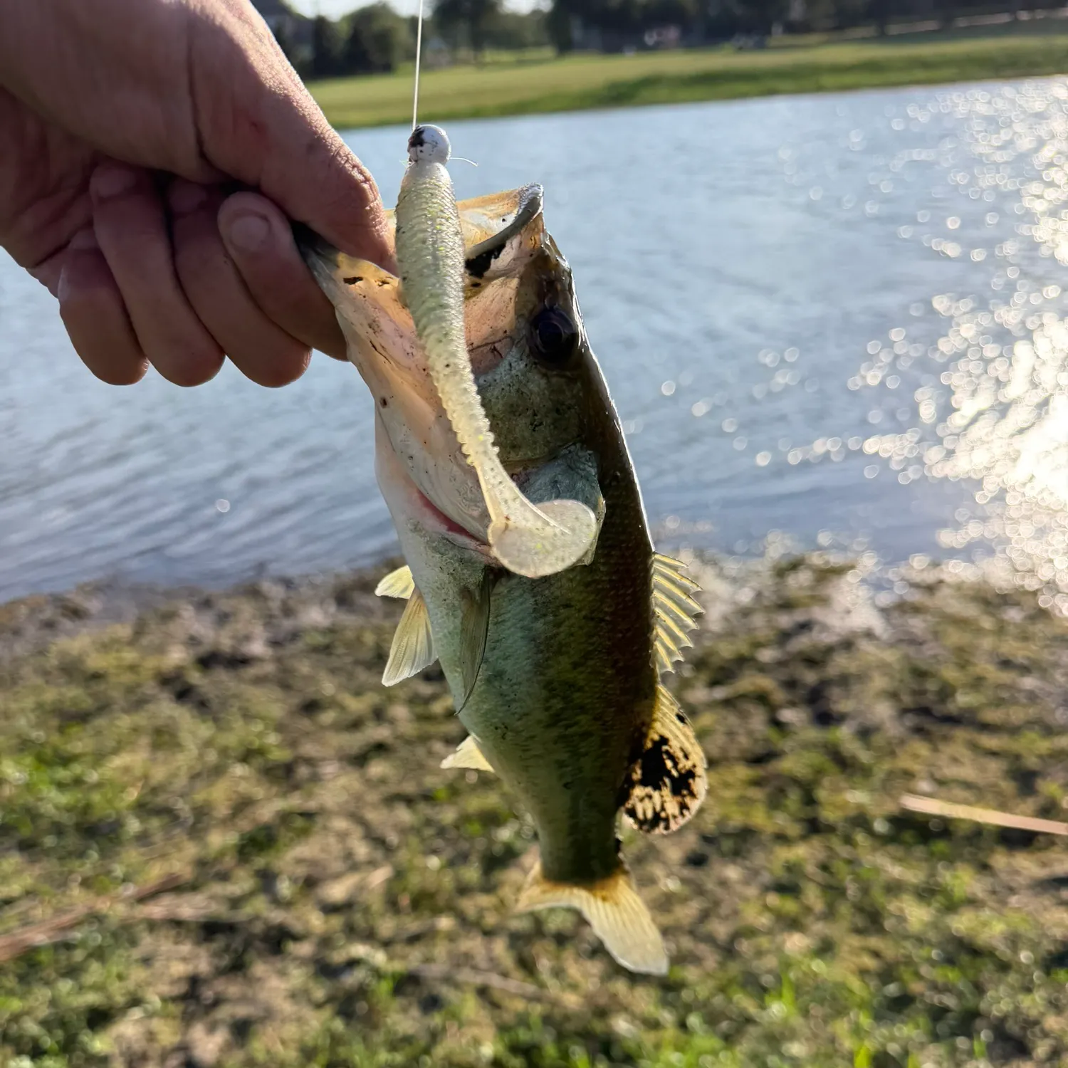 Largemouth bass caught on Fishbrain