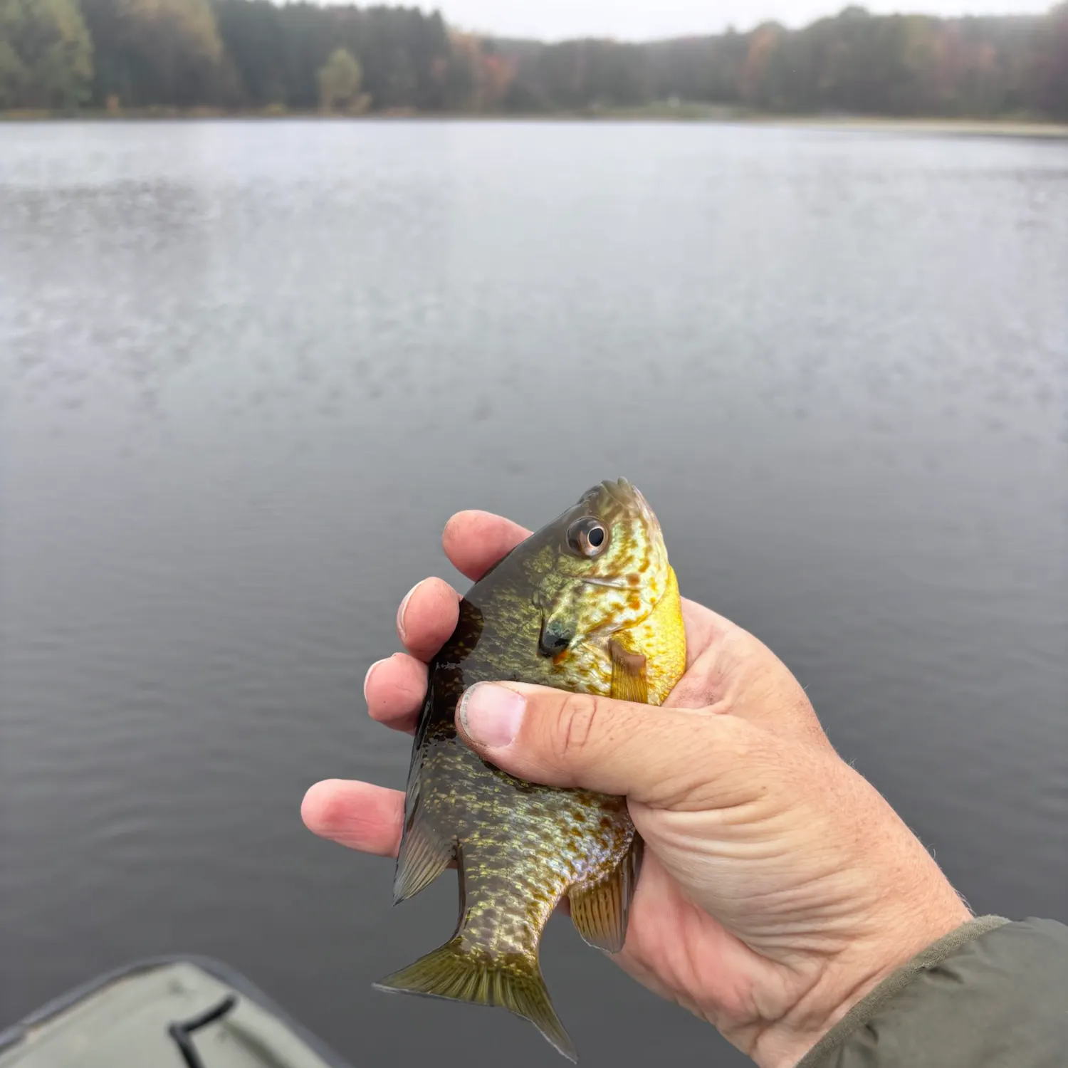 Pumpkinseed caught on Fishbrain