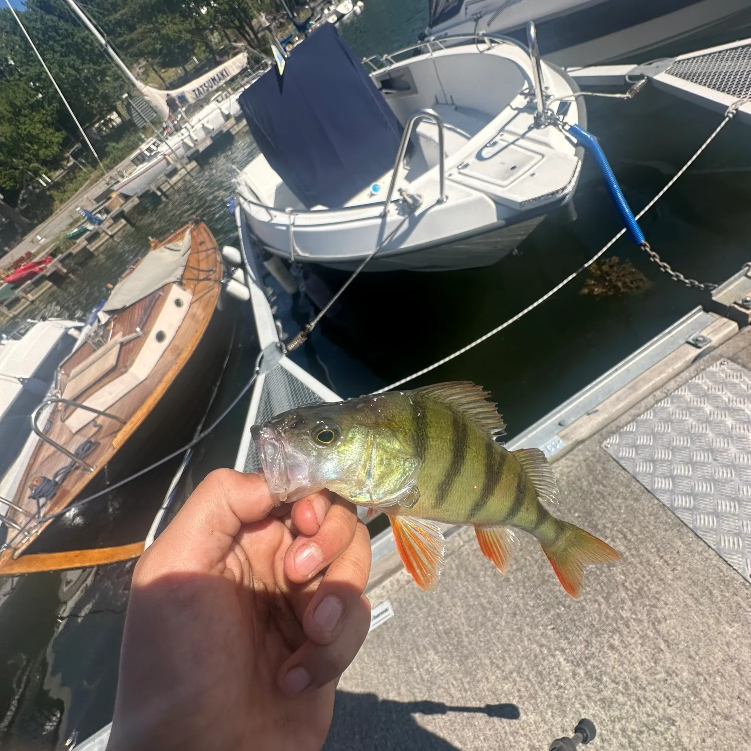 European perch caught on Fishbrain