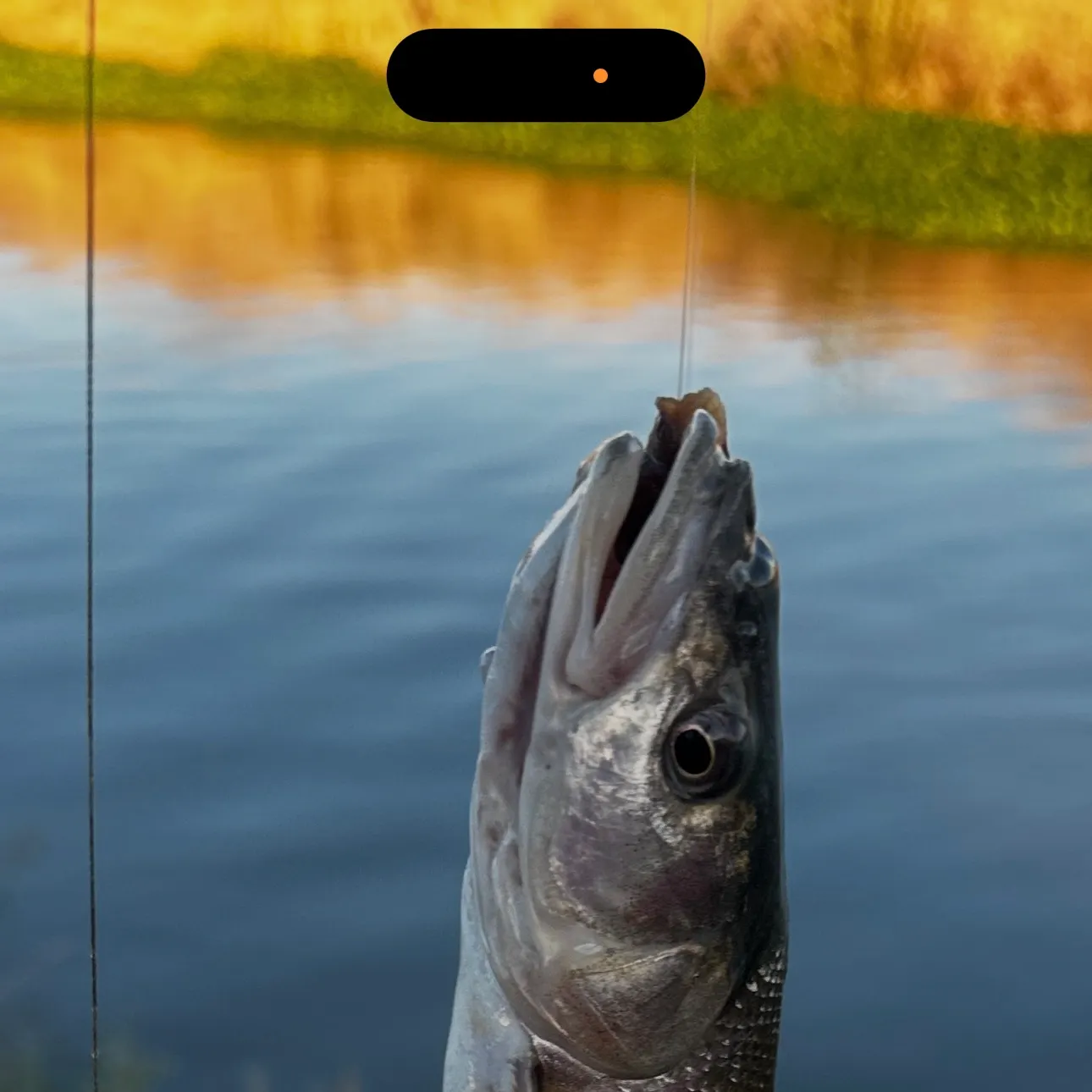 The most recent Mountain whitefish catches on Fishbrain
