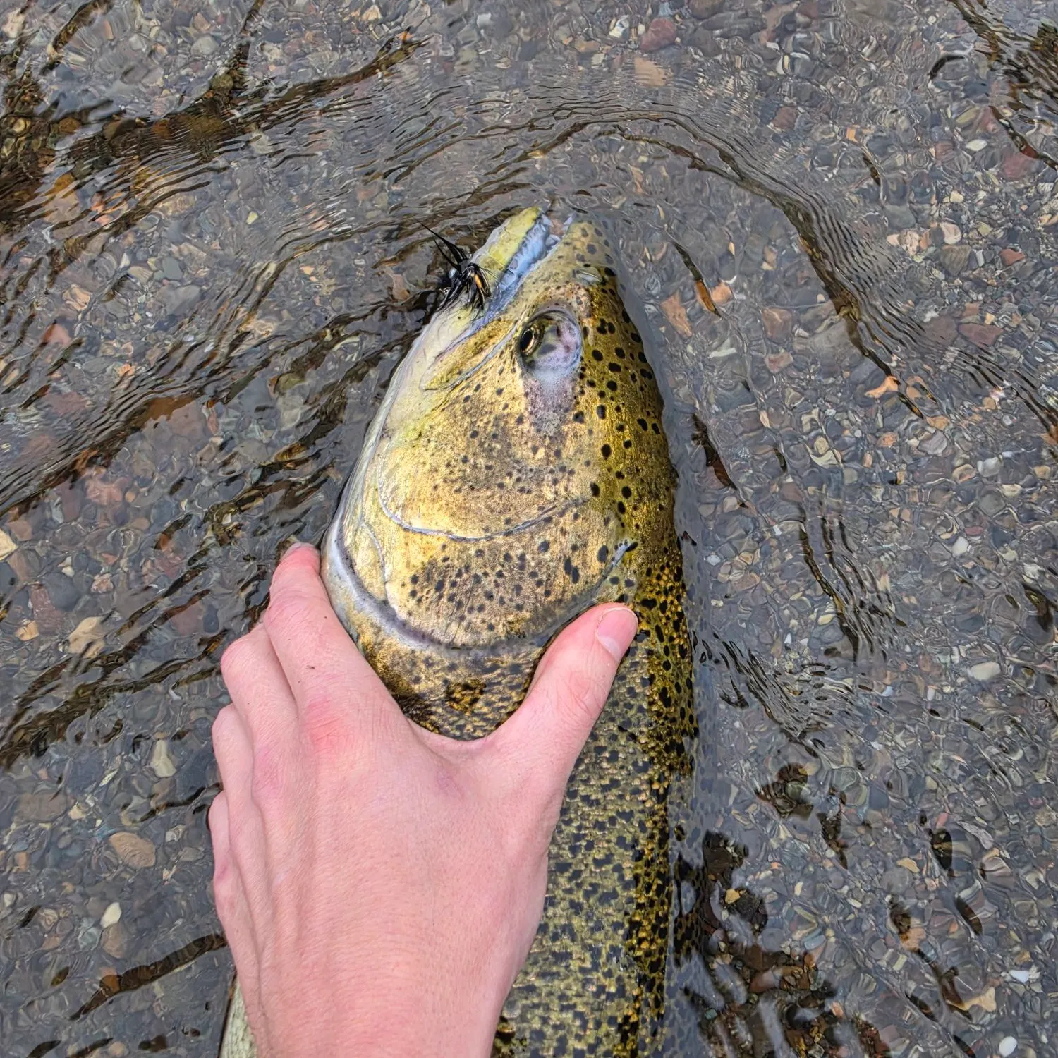 Chinook salmon caught on Fishbrain