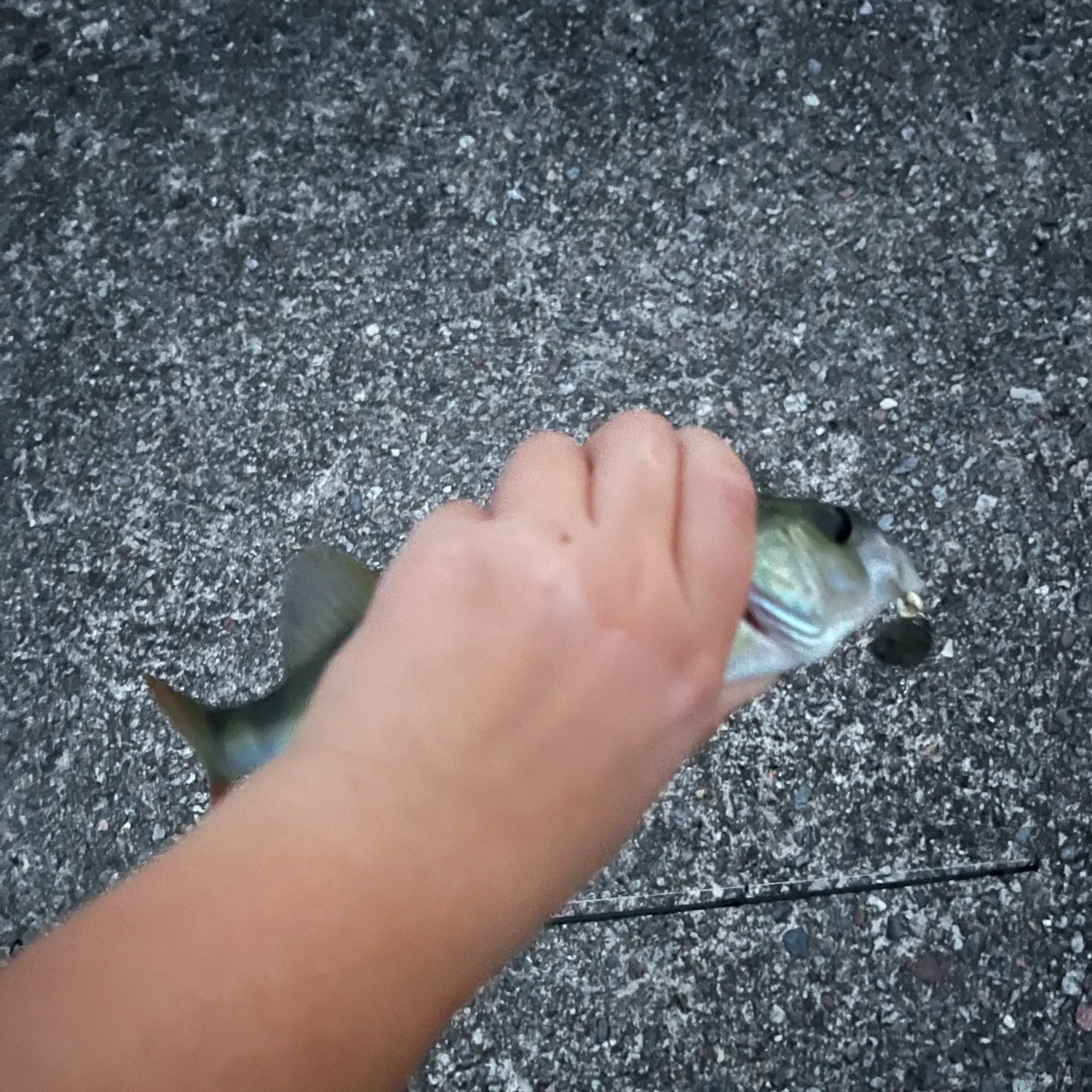 European perch caught on Fishbrain
