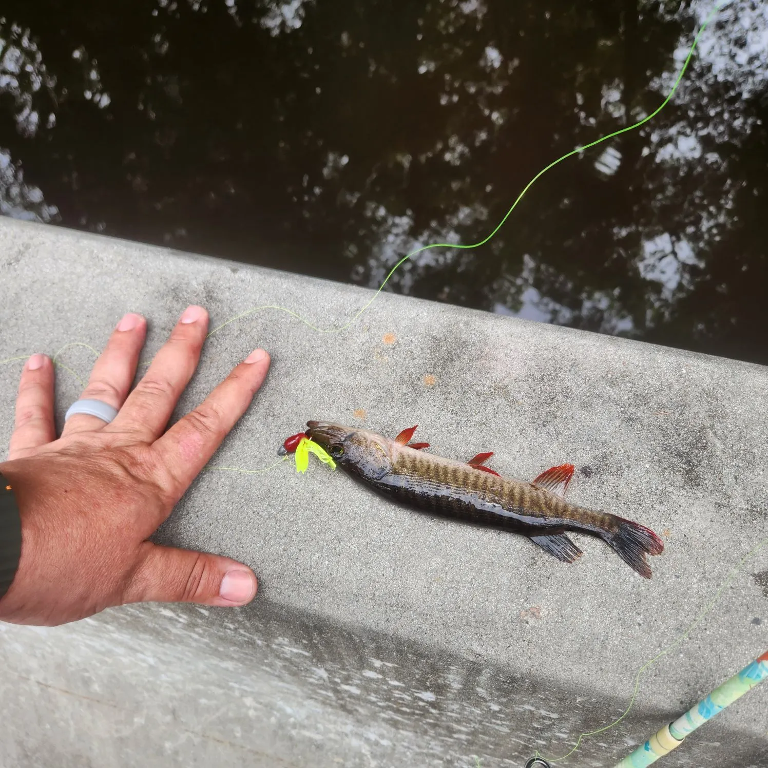 The most recent Redfin pickerel catches on Fishbrain