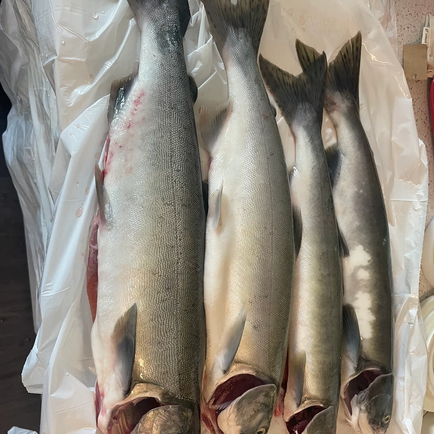 recently logged catches