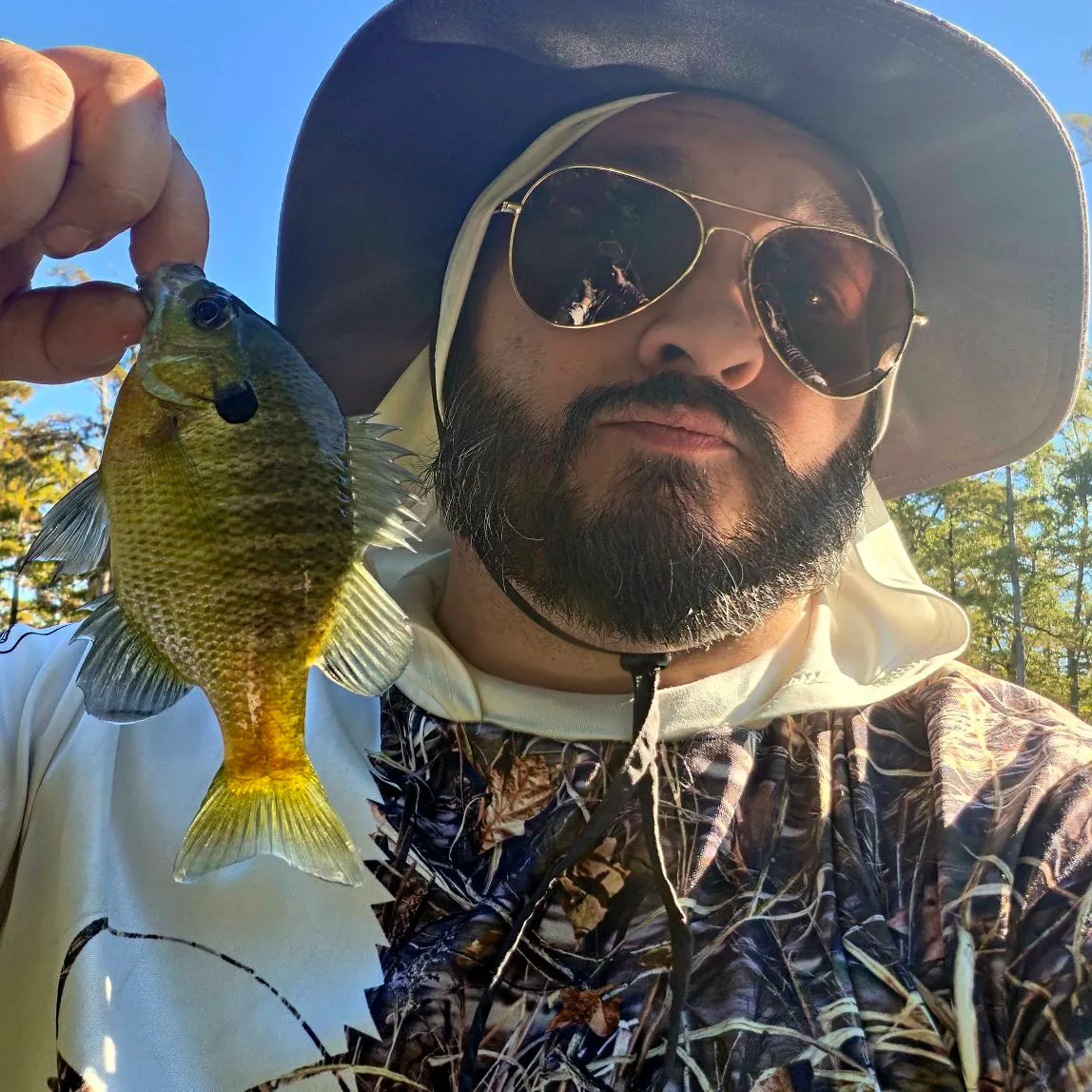 Bluegill caught on Fishbrain