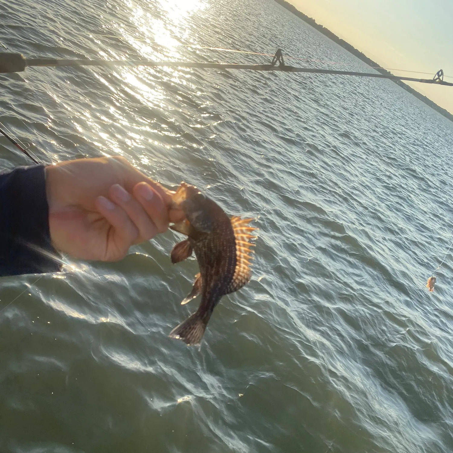 The most recent Black sea bass catches on Fishbrain