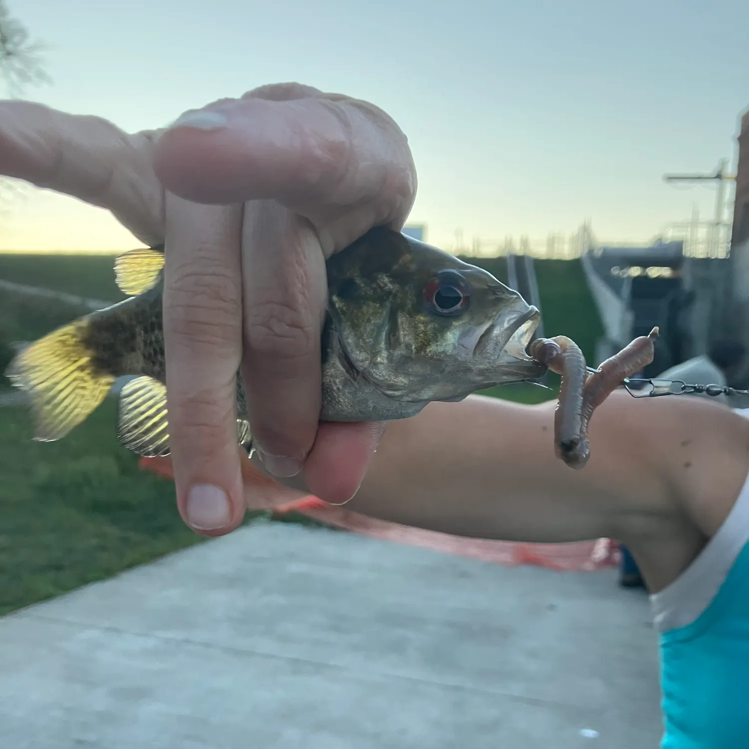 Rock bass caught on Fishbrain