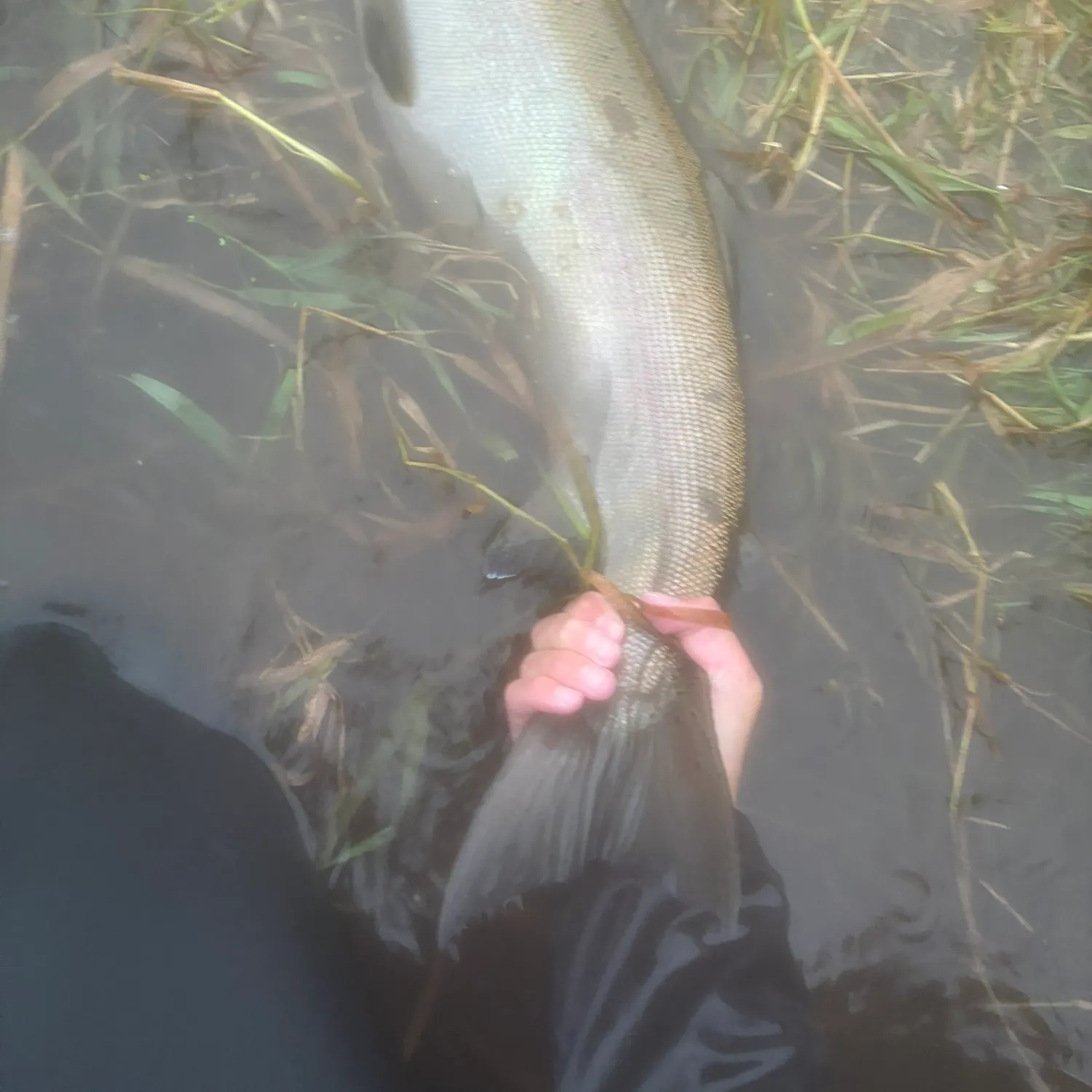 Coho salmon caught on Fishbrain