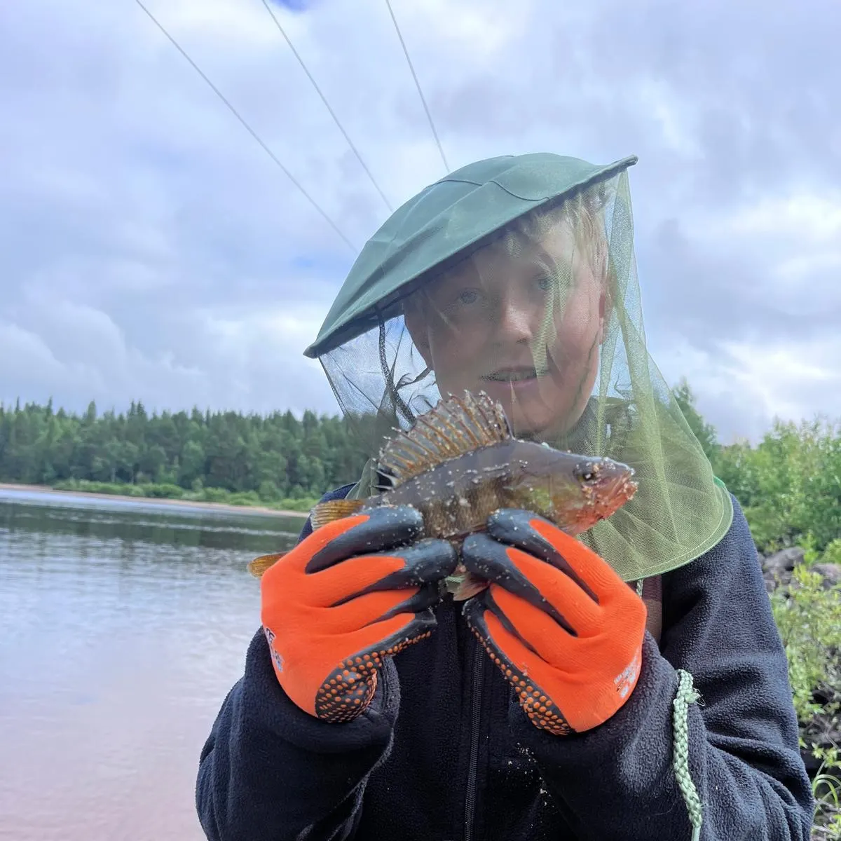 European perch caught on Fishbrain