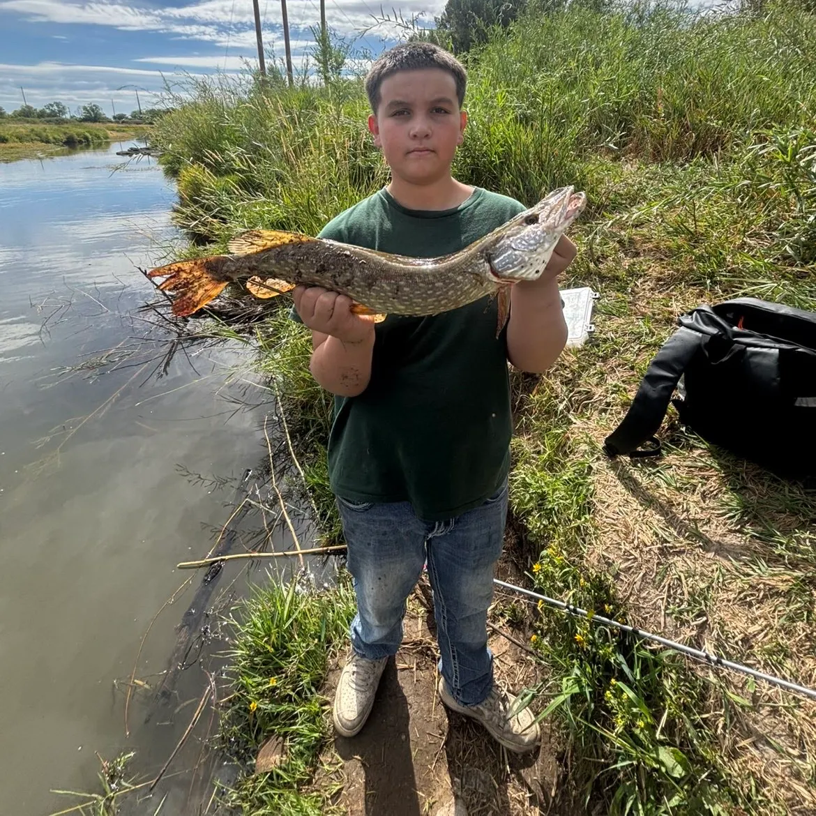 Northern pike caught on Fishbrain