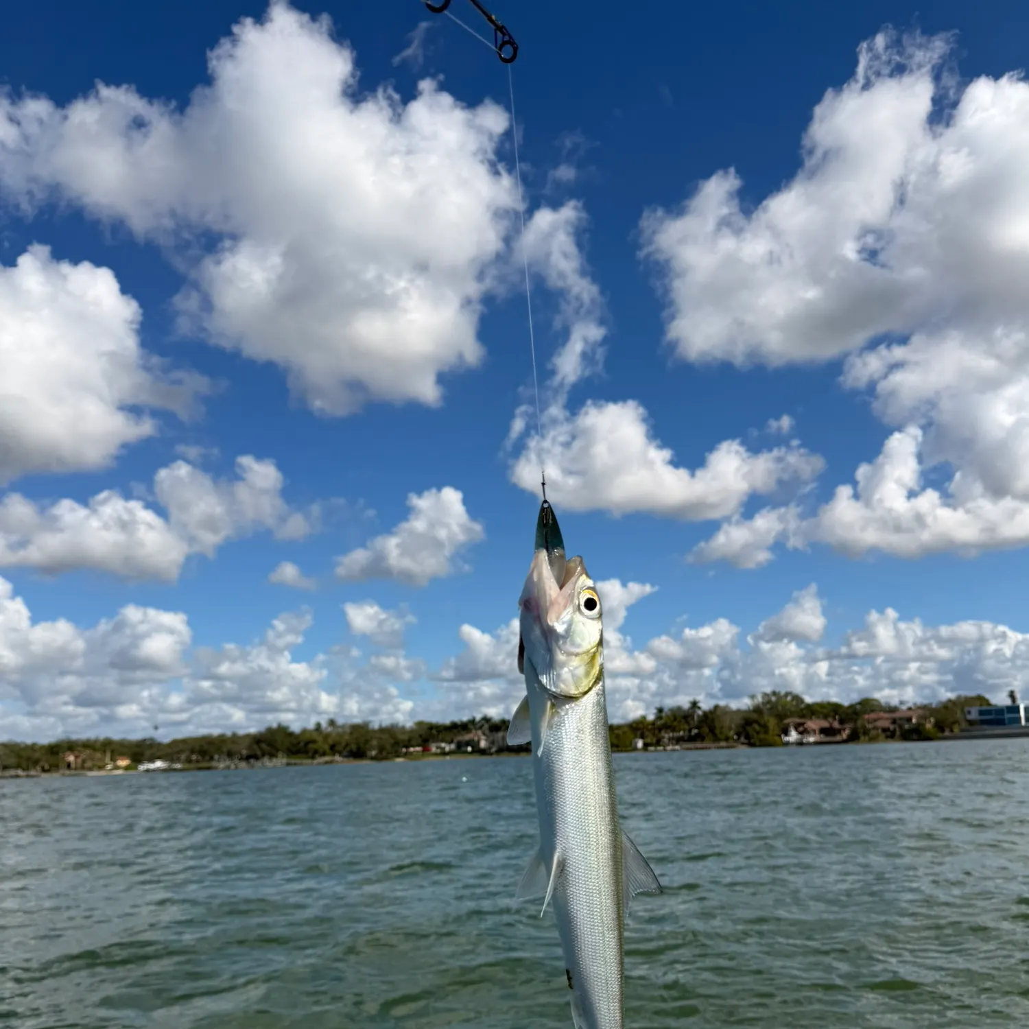 The most recent Ladyfish catches on Fishbrain
