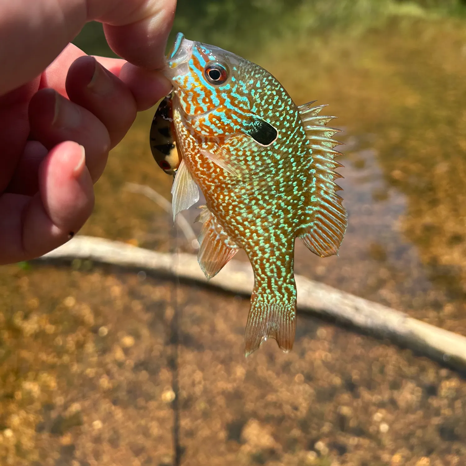The most recent Longear sunfish catches on Fishbrain