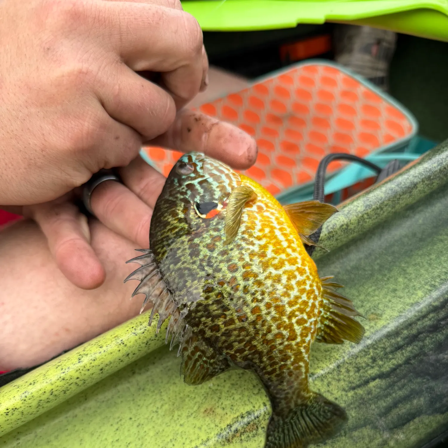 catch