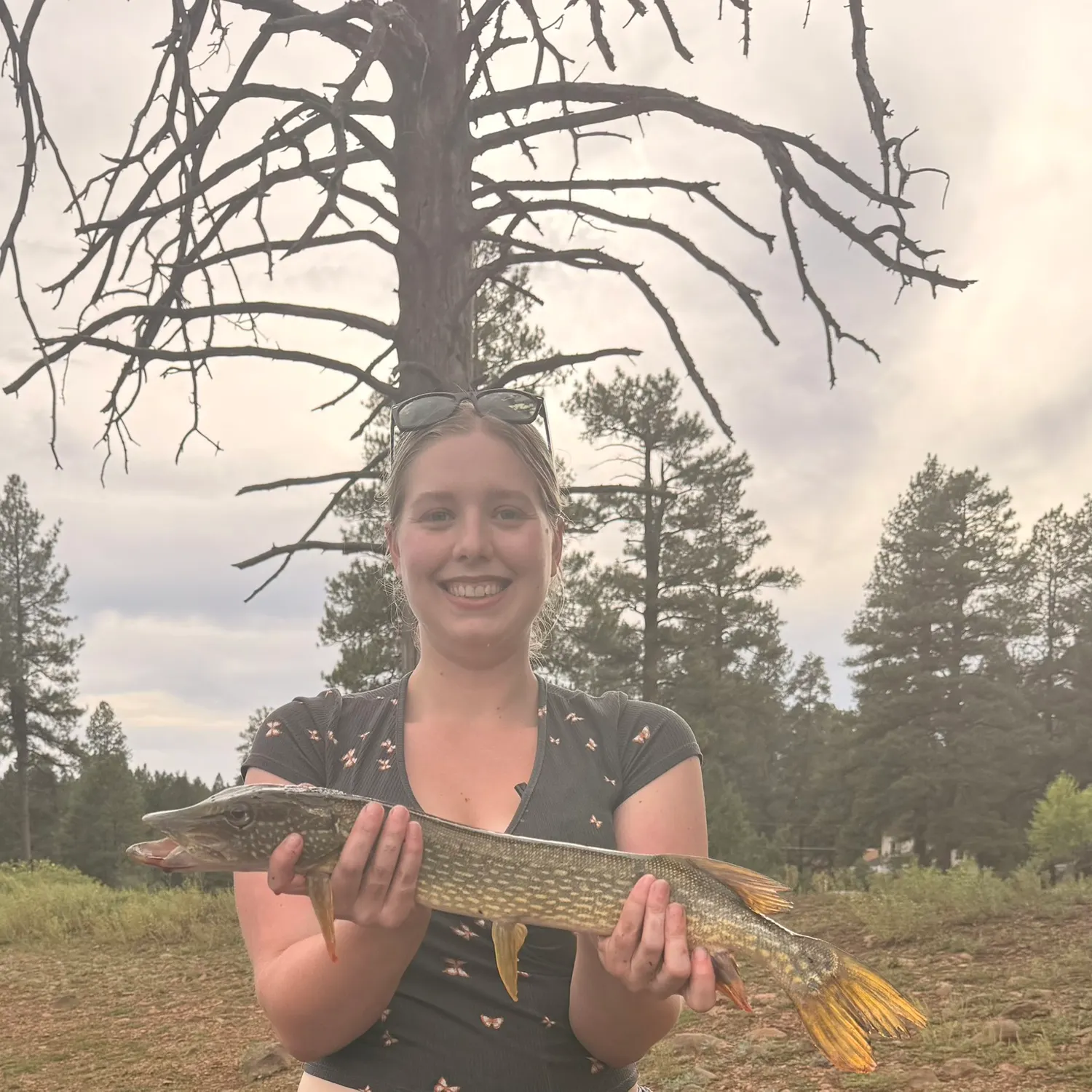 Northern pike caught on Fishbrain
