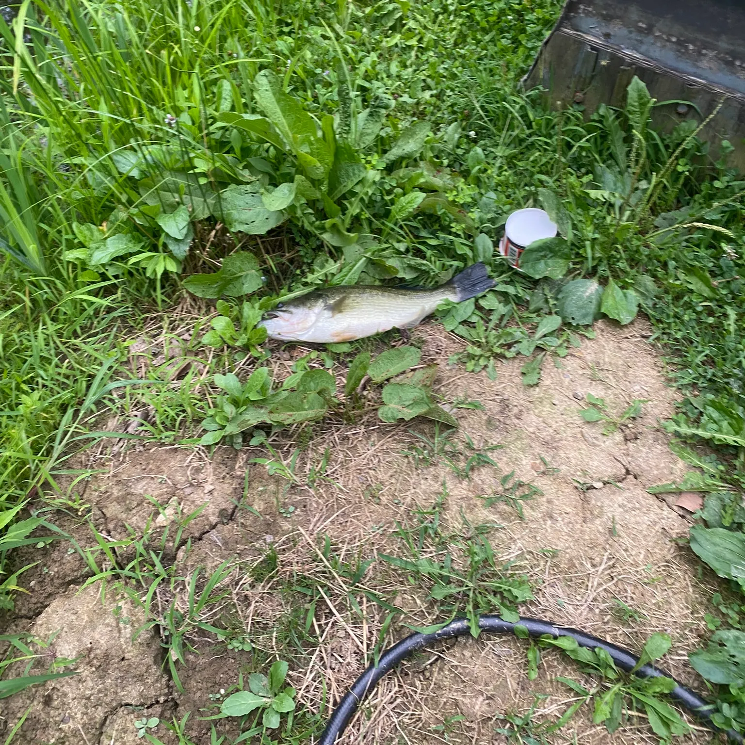 The most recent Atlantic white marlin catches on Fishbrain