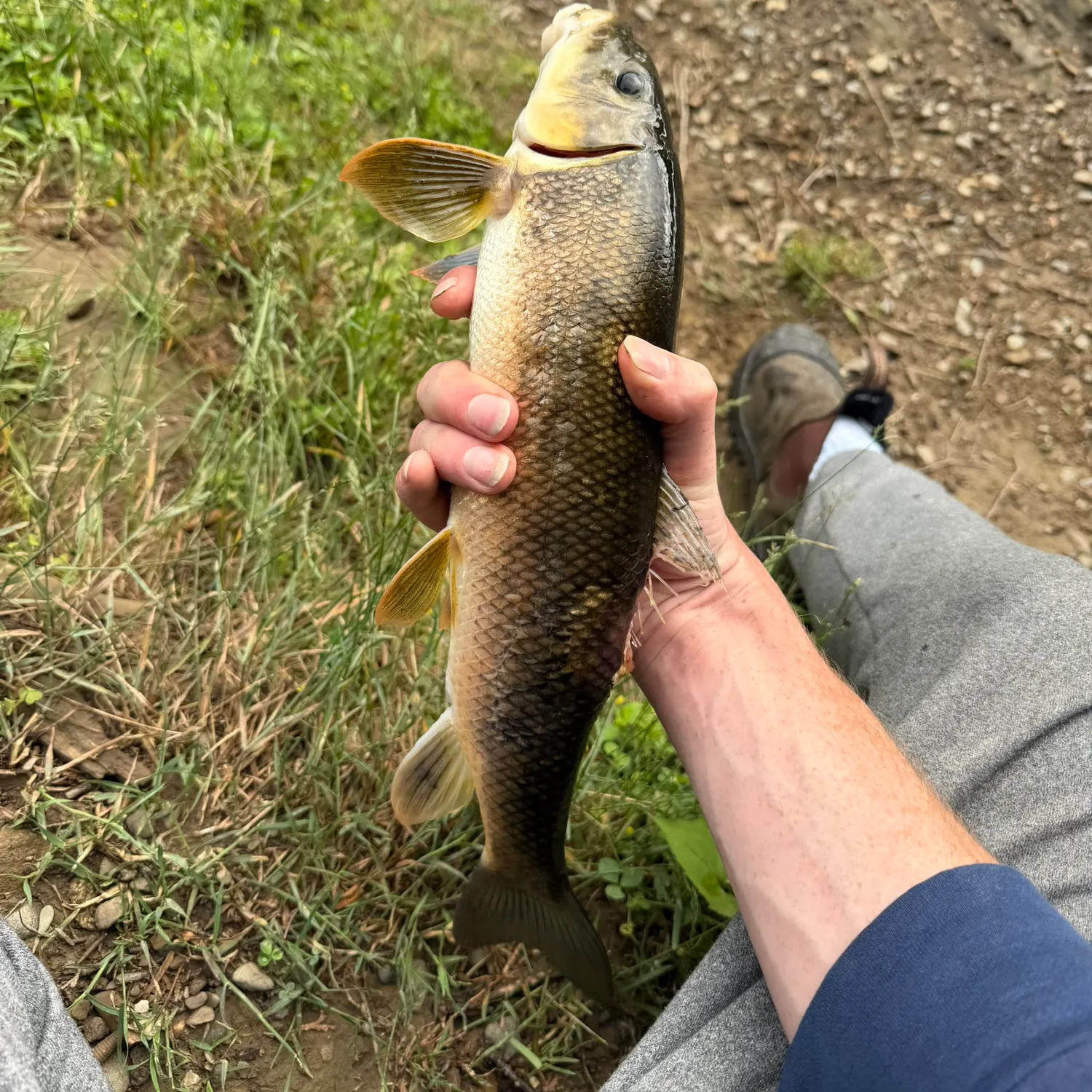 The most recent Smallmouth x black buffalo catches on Fishbrain