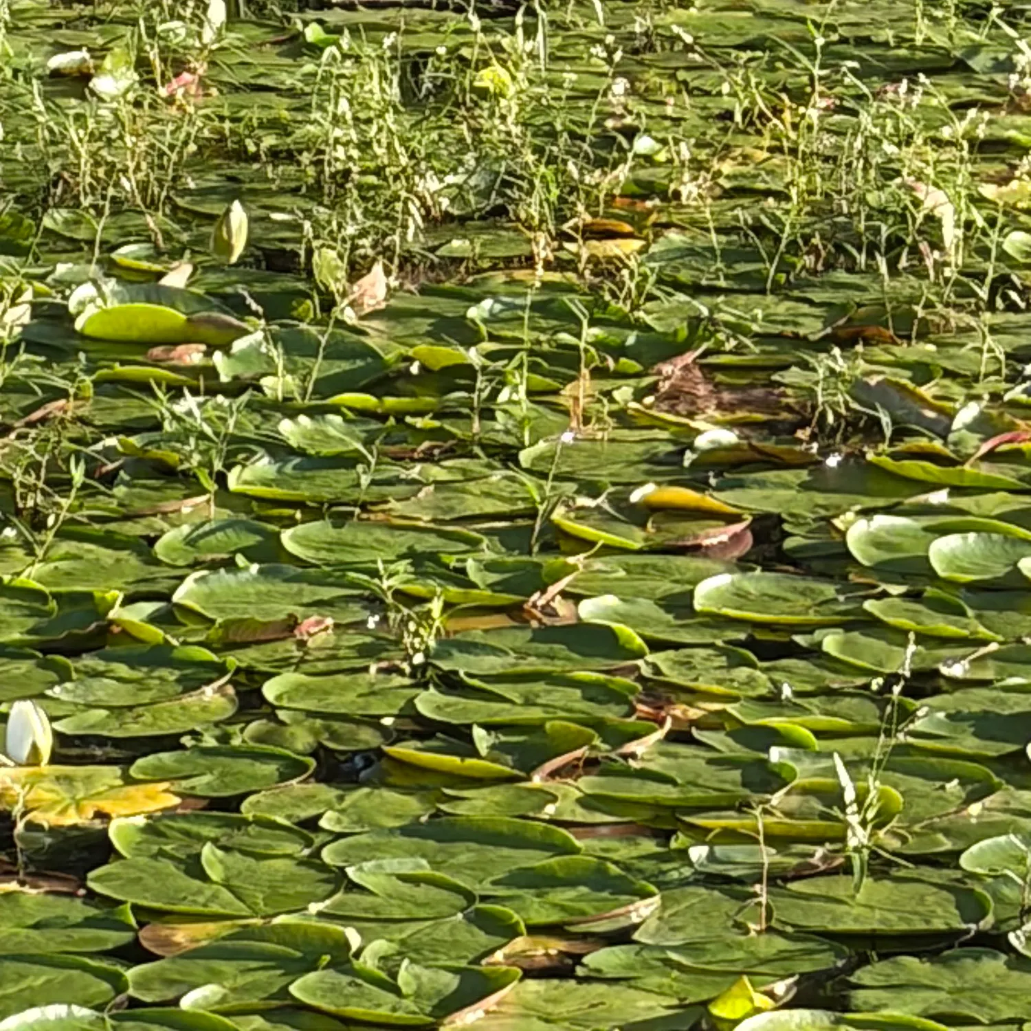 Pond slider turtle caught on Fishbrain