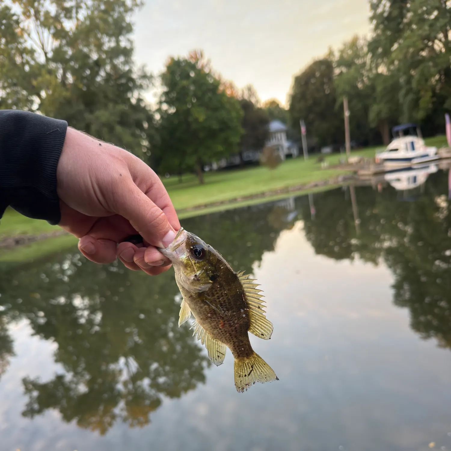 Rock bass caught on Fishbrain