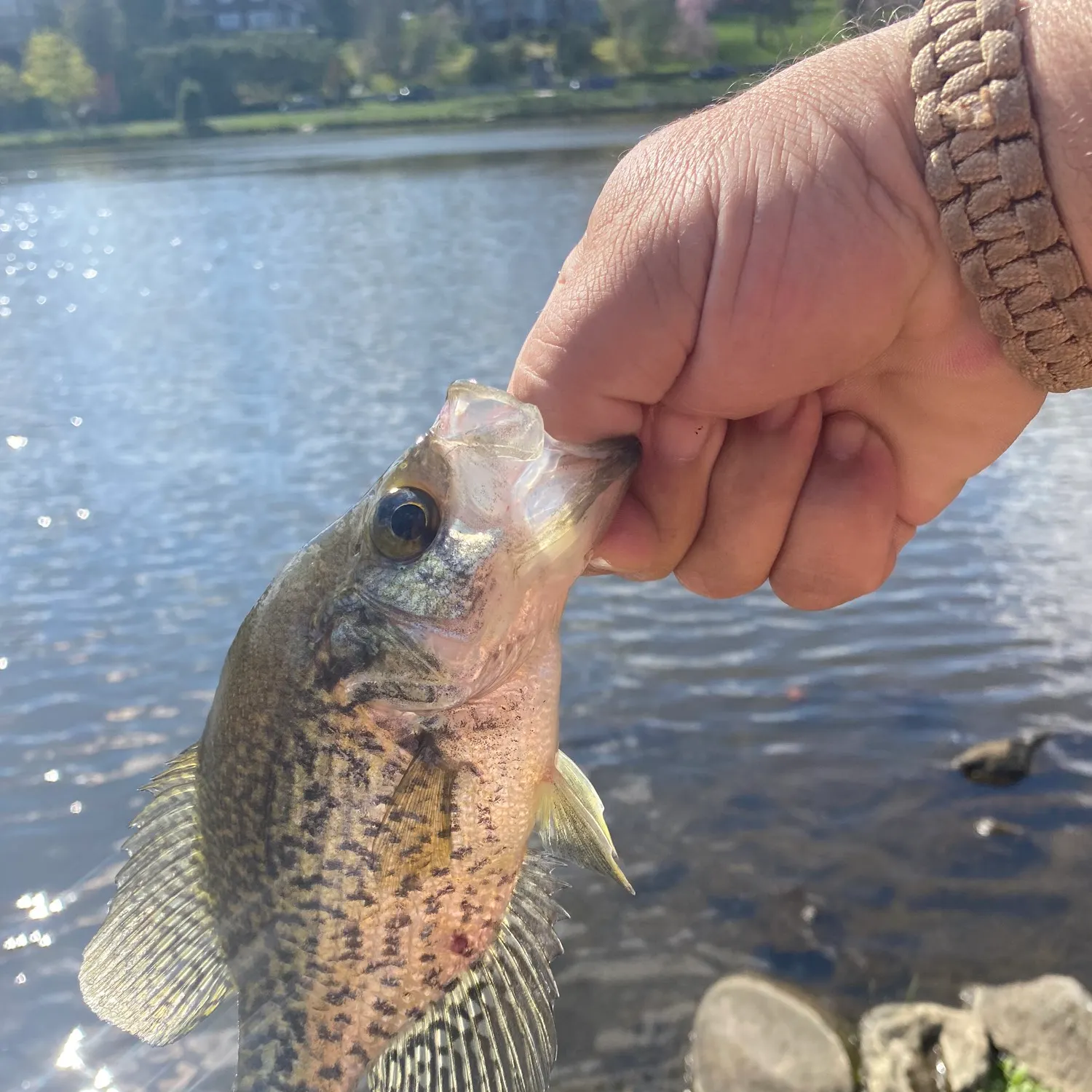 angler catch