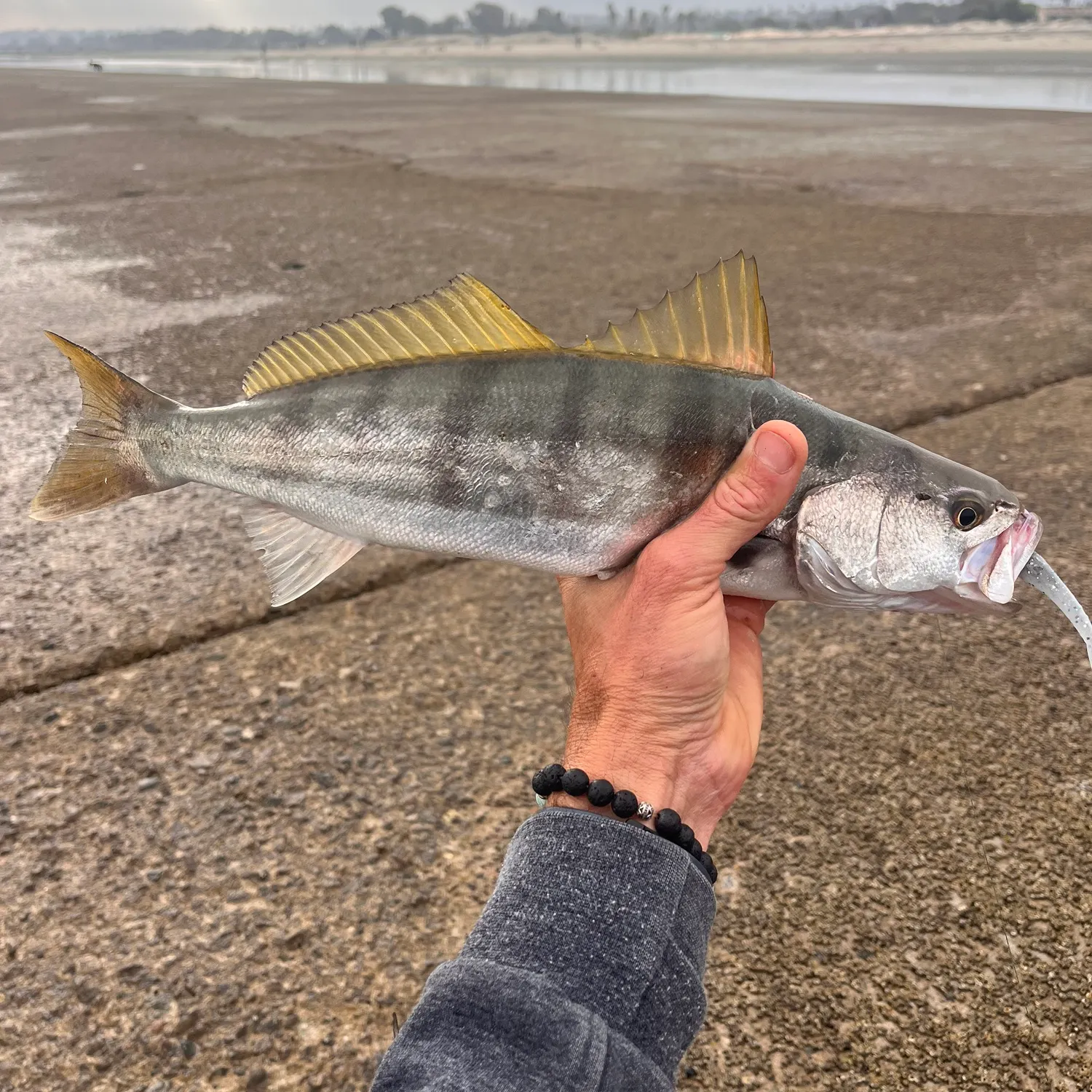The most recent White seabass catches on Fishbrain