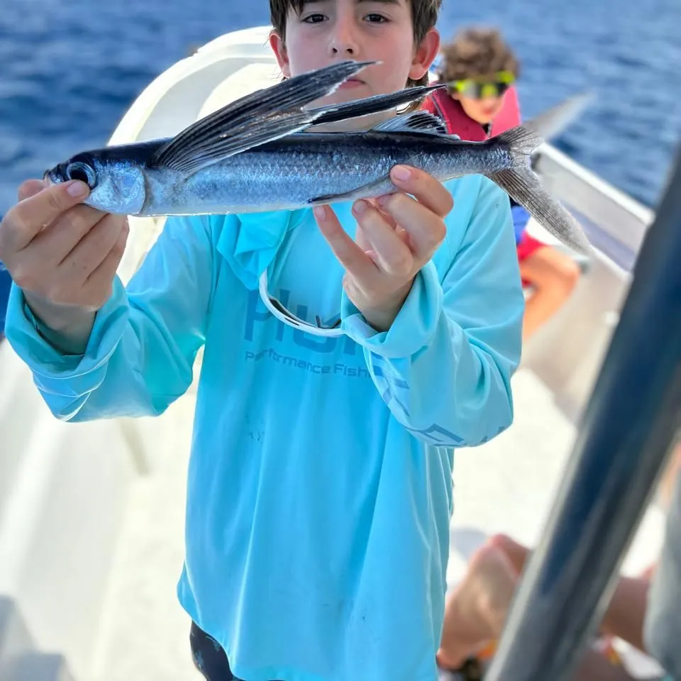The most recent Bennett's flyingfish catches on Fishbrain