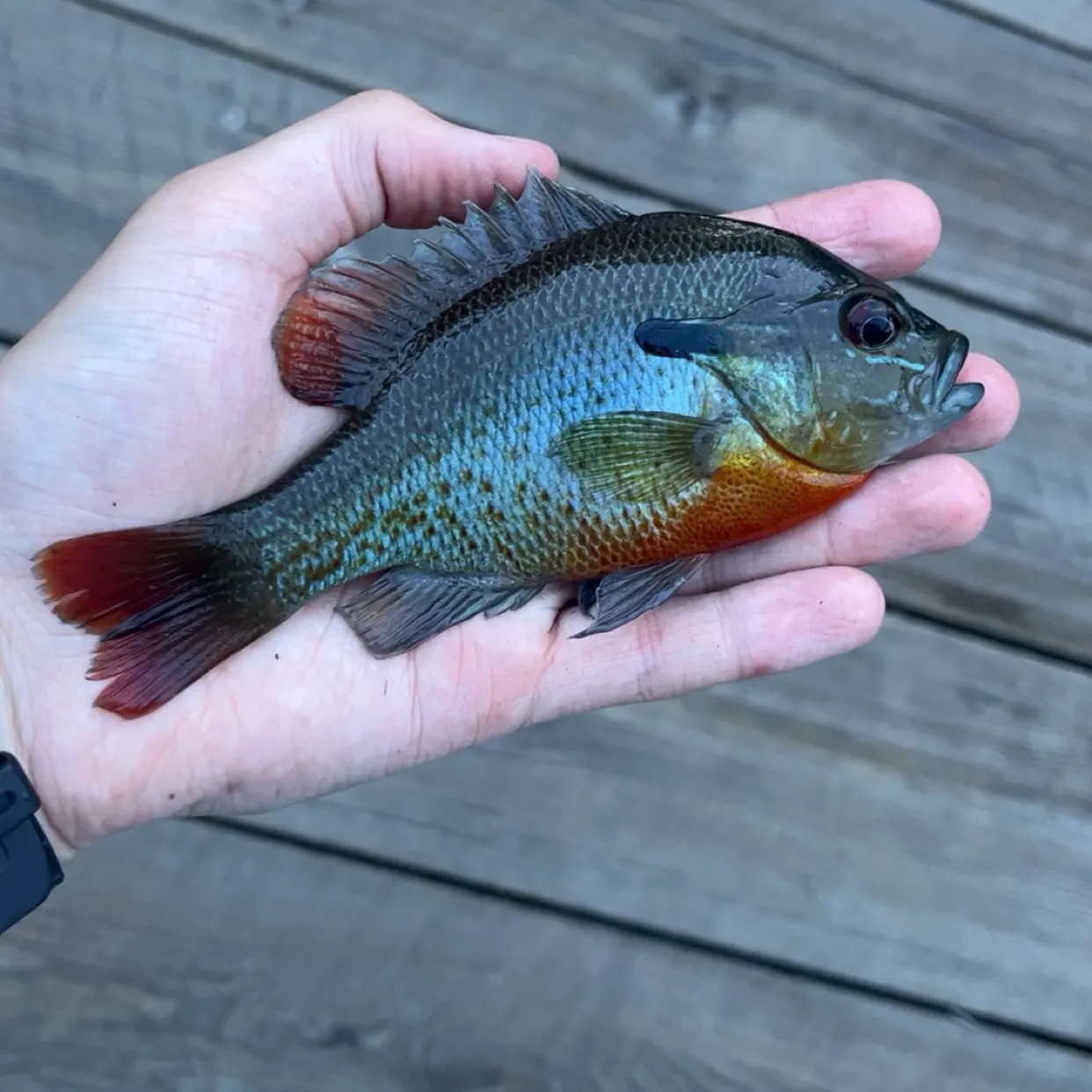Redbreast sunfish caught on Fishbrain
