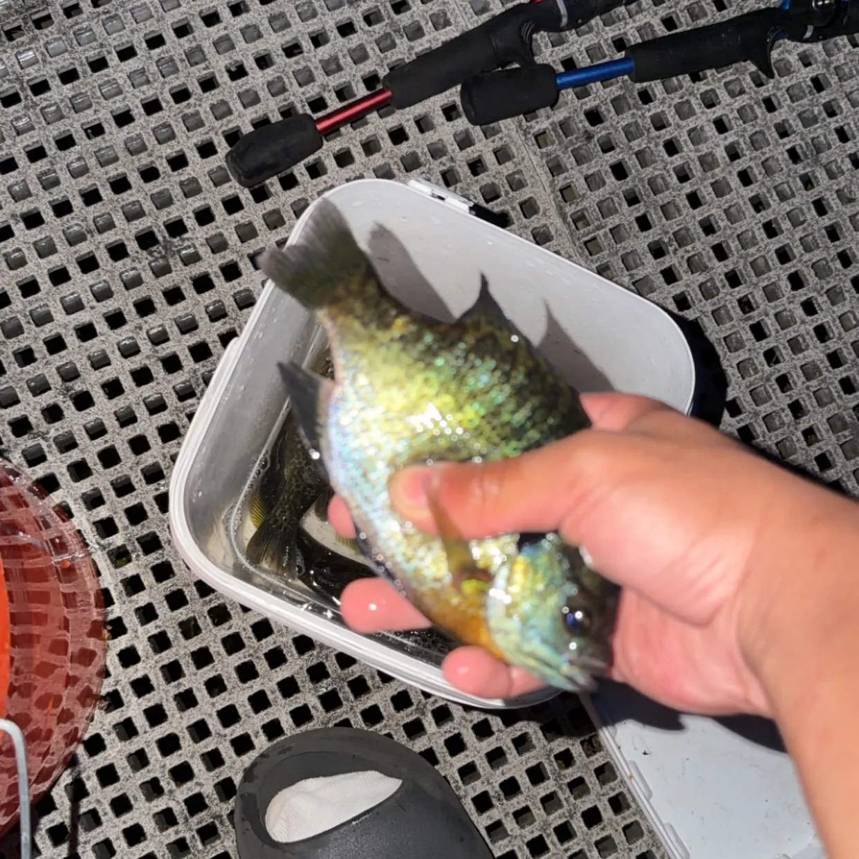 catch