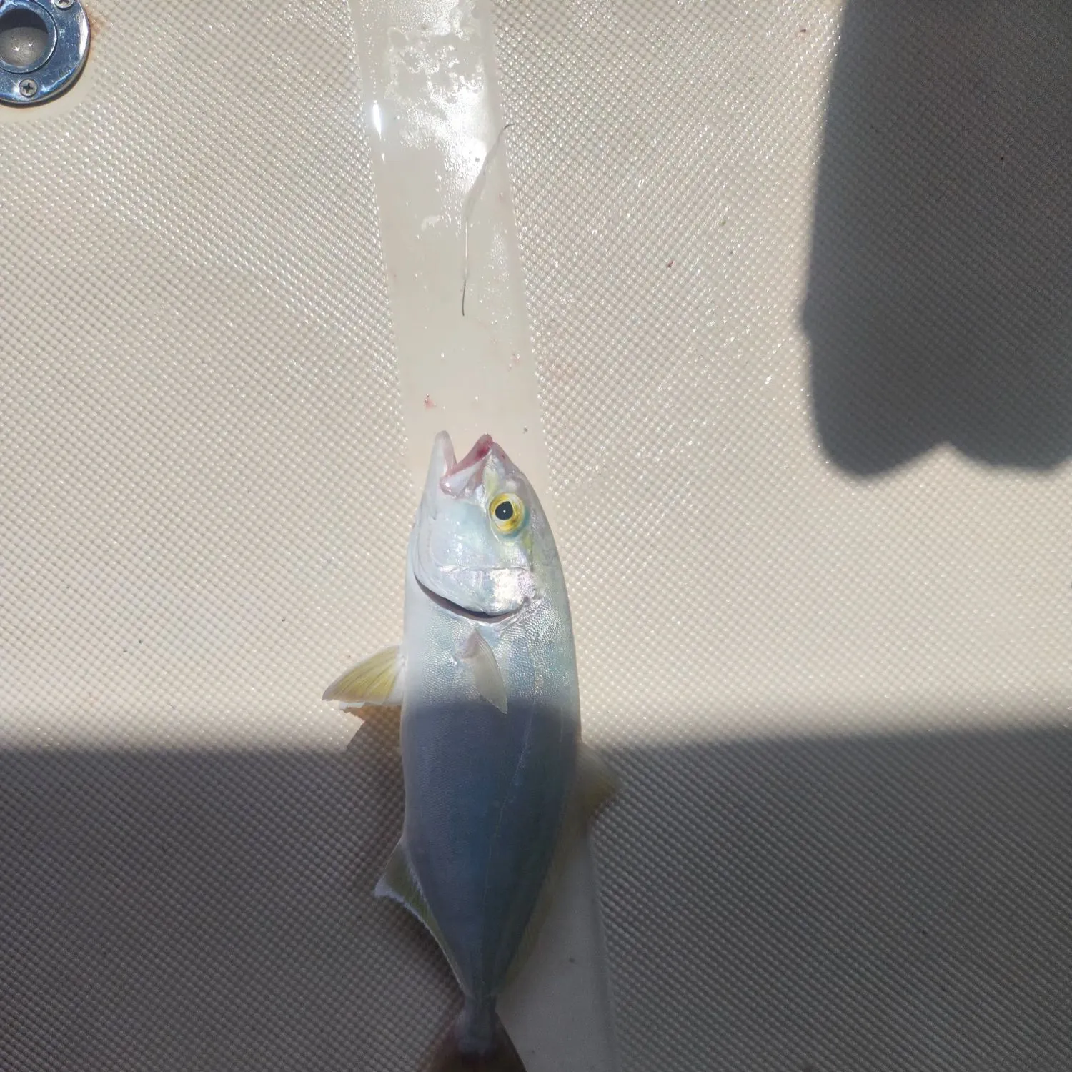 Fish caught on Fishbrain