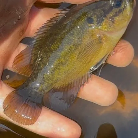 The most recent Mud sunfish catches on Fishbrain