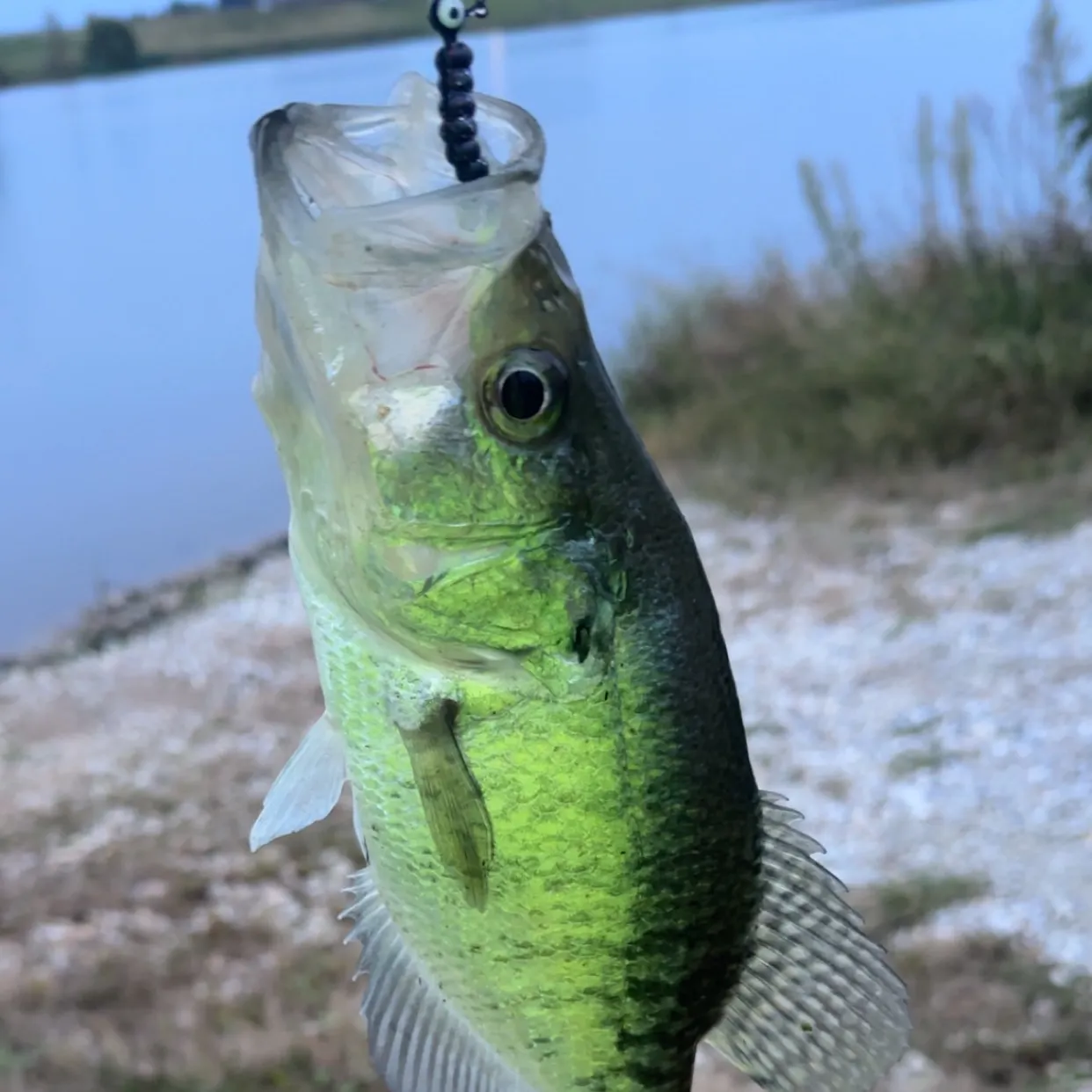 White crappie caught on Fishbrain