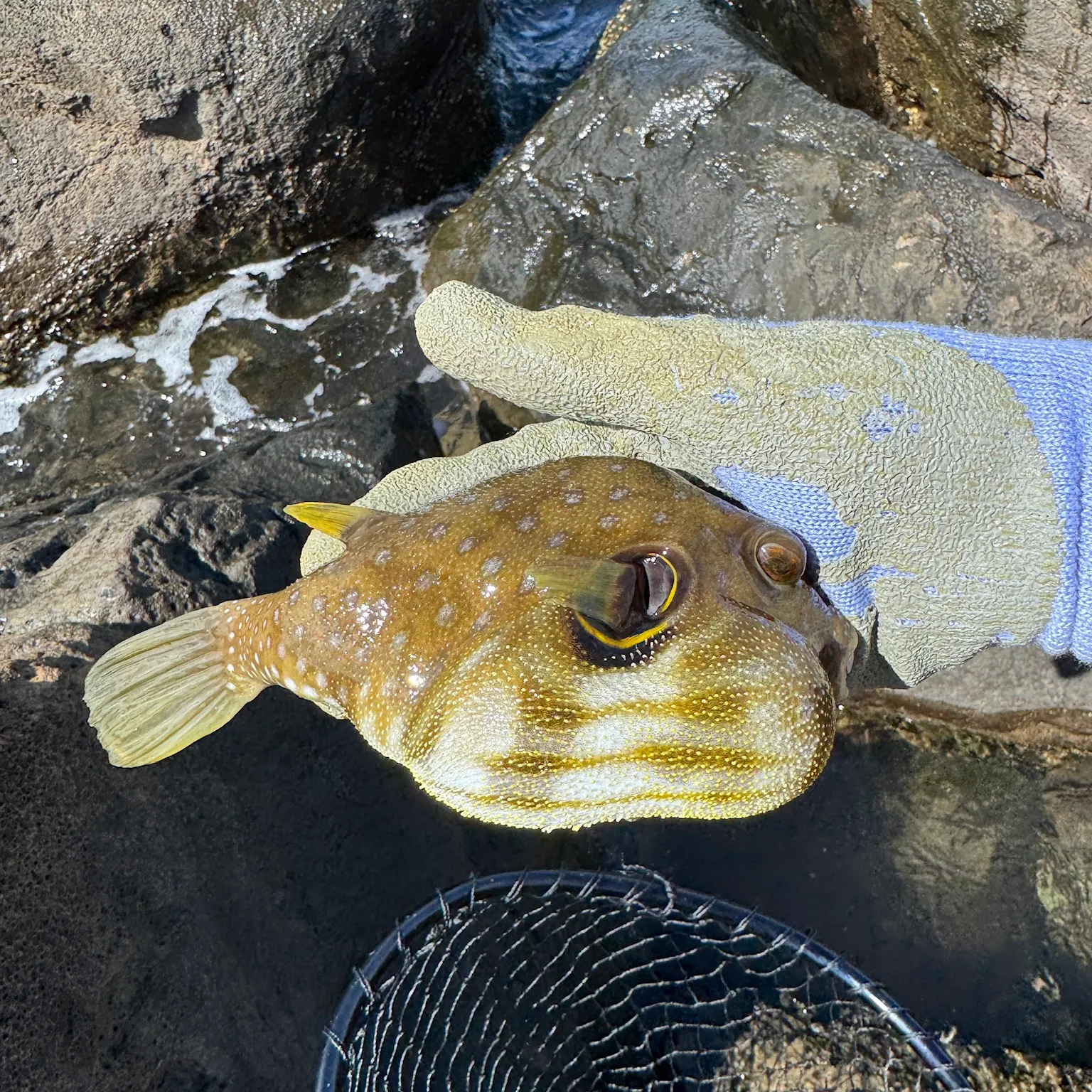 The most recent White-spotted puffer catches on Fishbrain