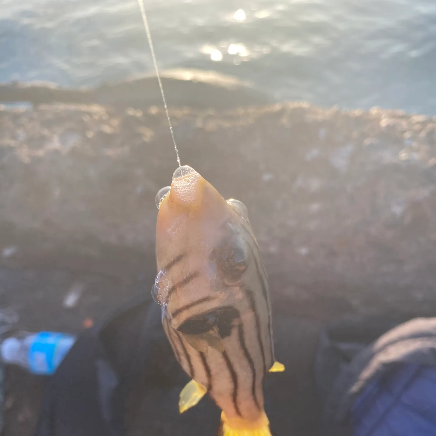 The most recent Smooth puffer catches on Fishbrain