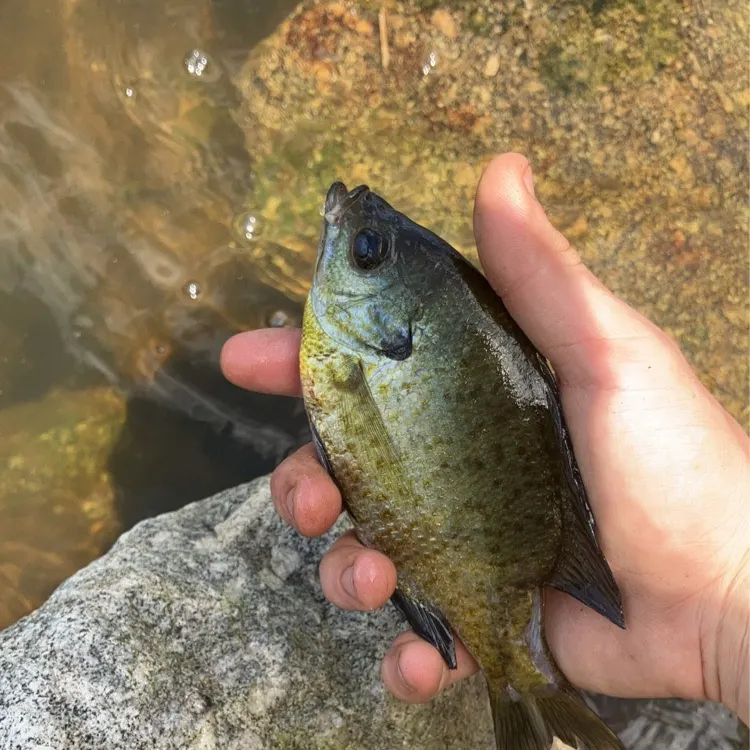 angler catch