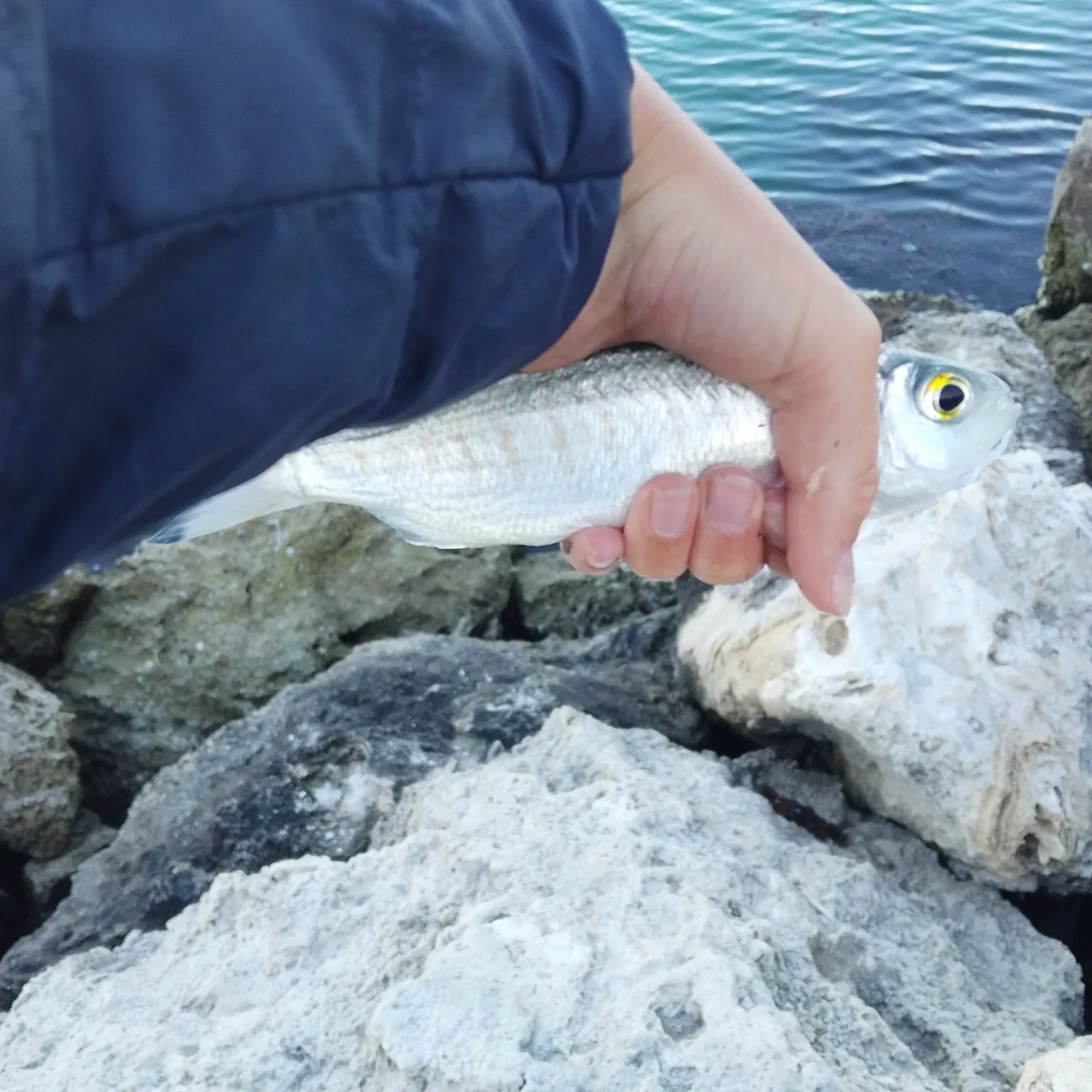 Australian ruff caught on Fishbrain