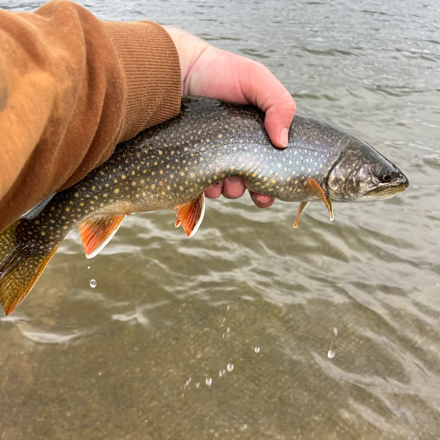 The most recent Splake catches on Fishbrain