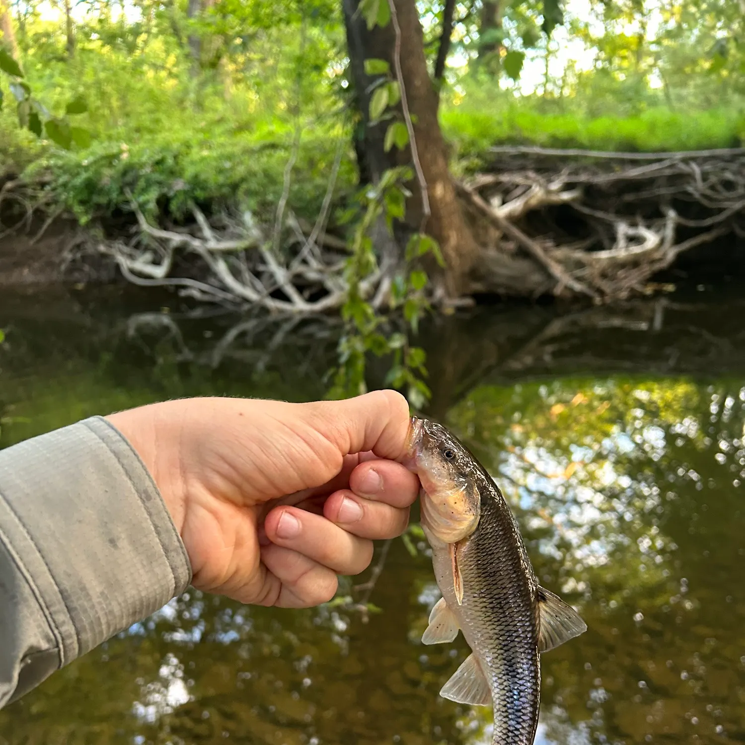 Creek chub caught on Fishbrain