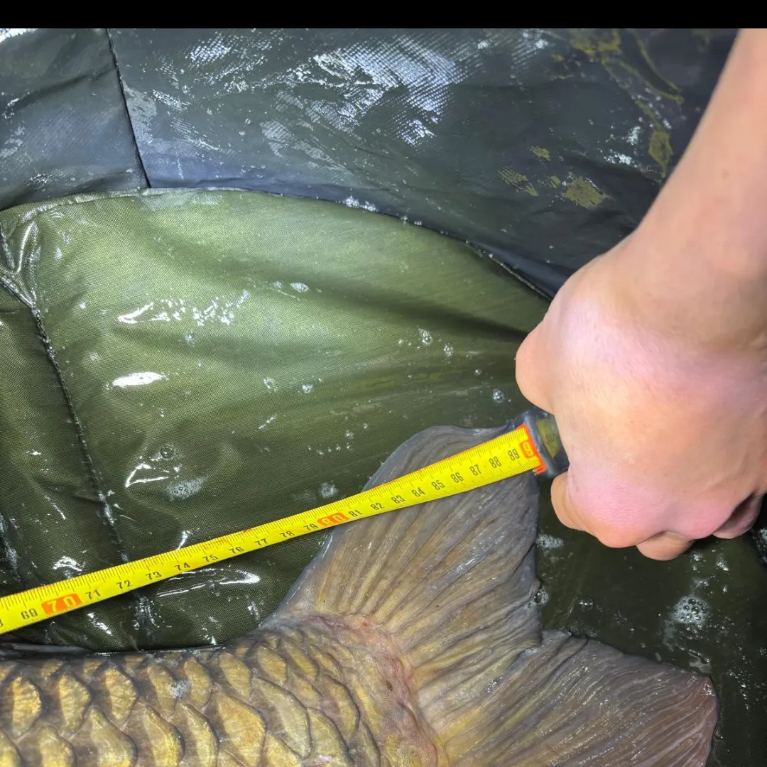 angler catch