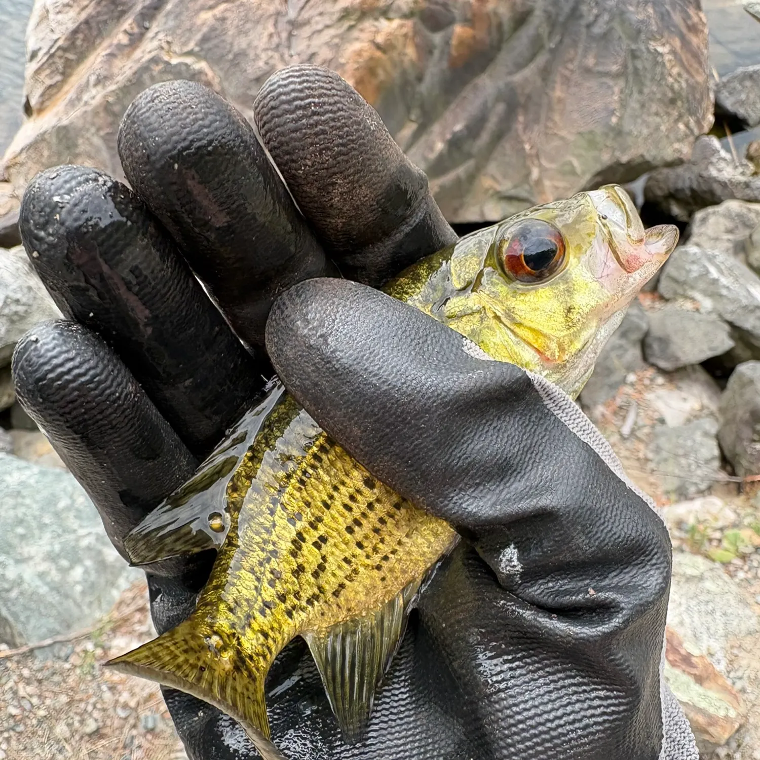 Rock bass caught on Fishbrain