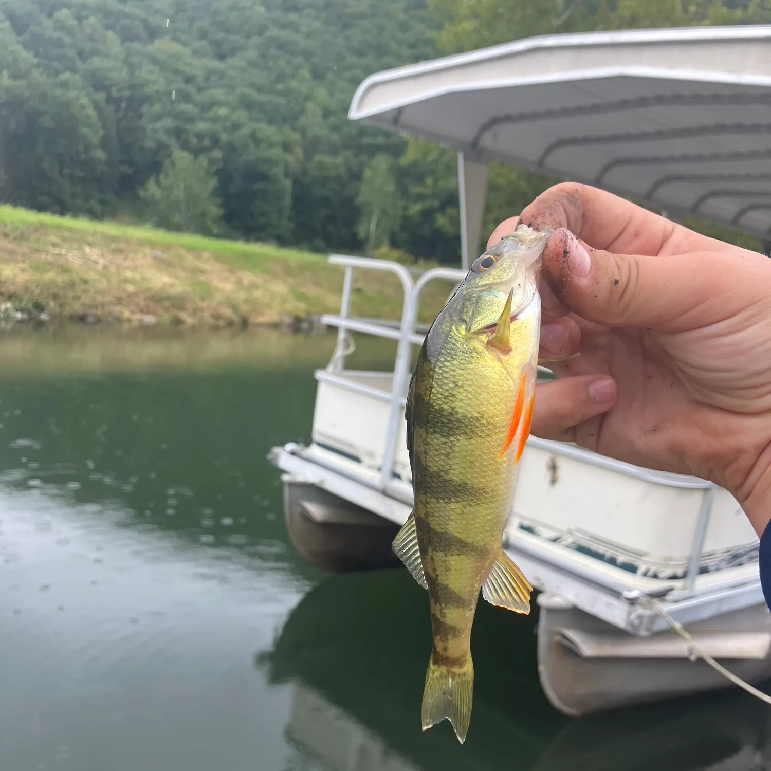 Yellow perch caught on Fishbrain