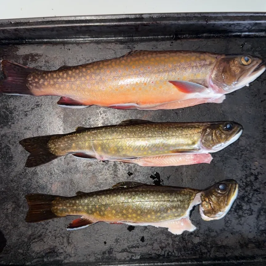Brook trout caught on Fishbrain