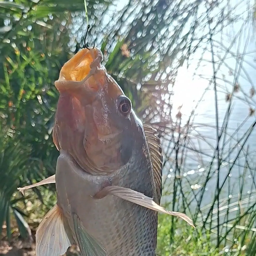 Nile tilapia caught on Fishbrain