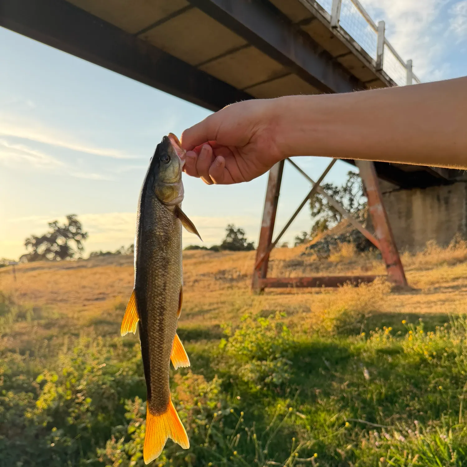 Sacramento pikeminnow caught on Fishbrain