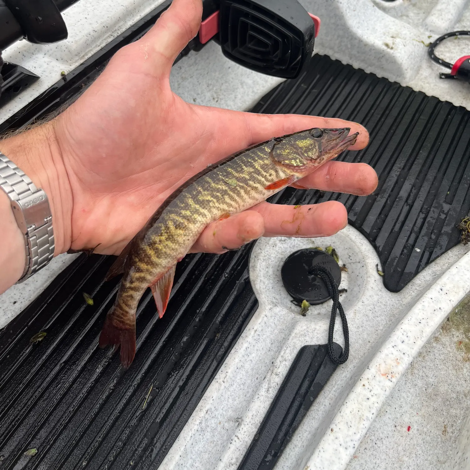 The most recent Redfin pickerel catches on Fishbrain
